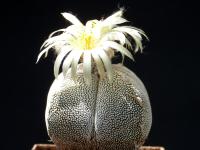 Thumbnail of 1769_Astrophytum myriostigma Onzuka V-Form_20140613_04(1).JPG
